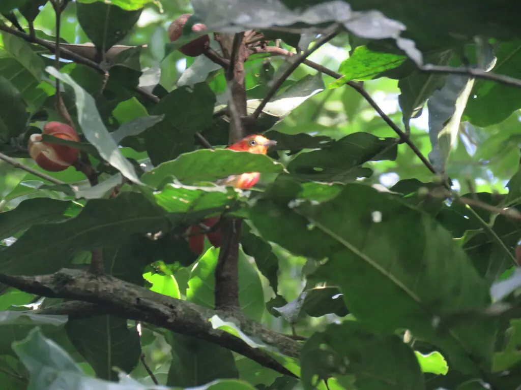 斑尾娇鹟(Pipra fasciicauda)