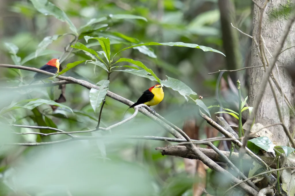 线尾娇鹟（Pipra filicauda）