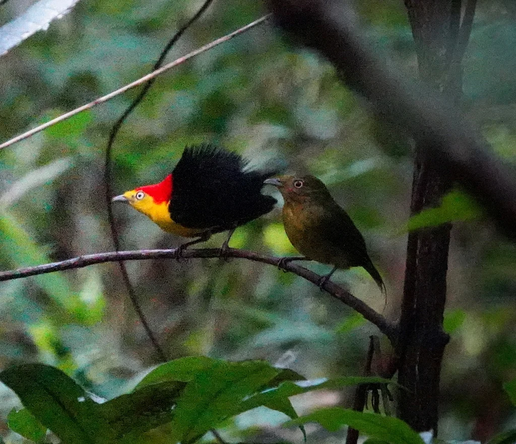 线尾娇鹟（Pipra filicauda）