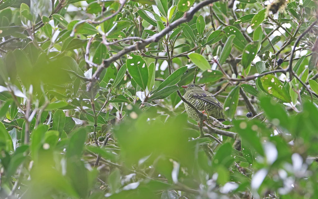 横斑食果伞鸟（Pipreola arcuata）