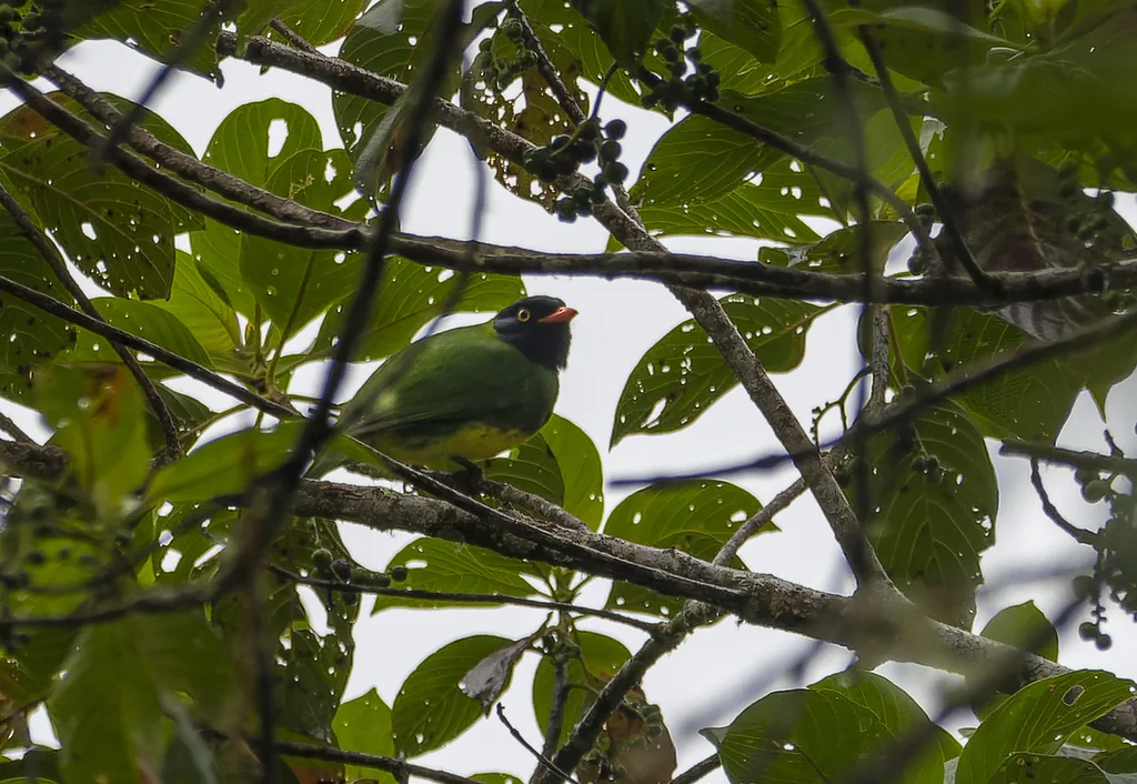 黑胸食果伞鸟(Pipreola lubomirskii)