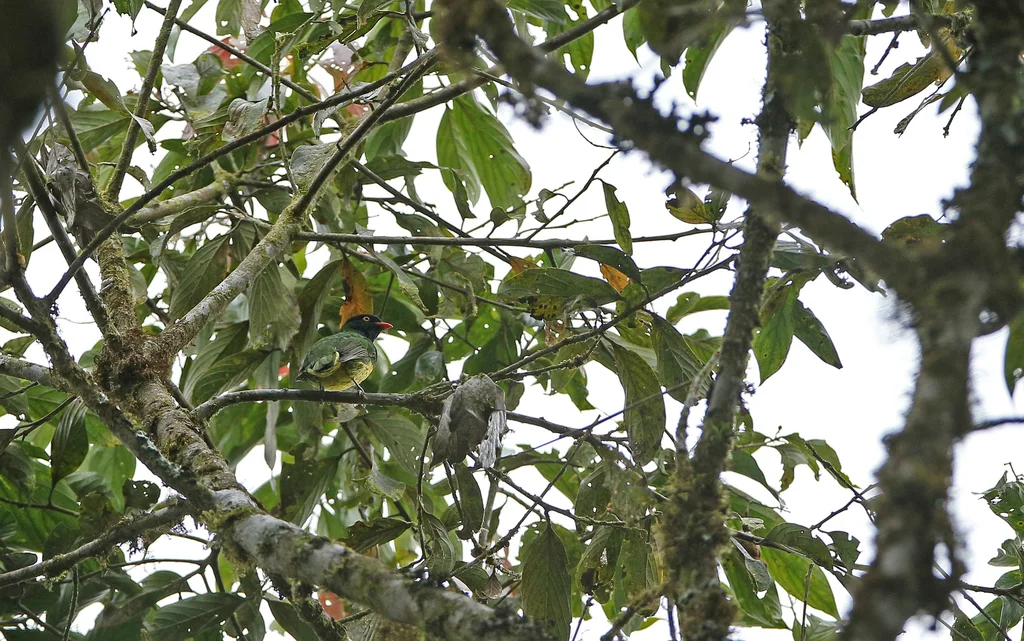 黑胸食果伞鸟(Pipreola lubomirskii)
