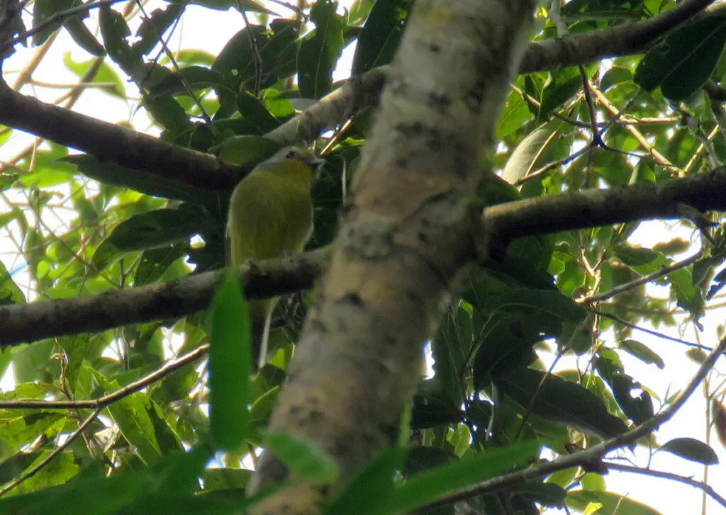 斑翅娇鹟(Piprites chloris)