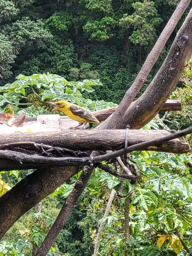 火领丽唐纳雀(Piranga bidentata)