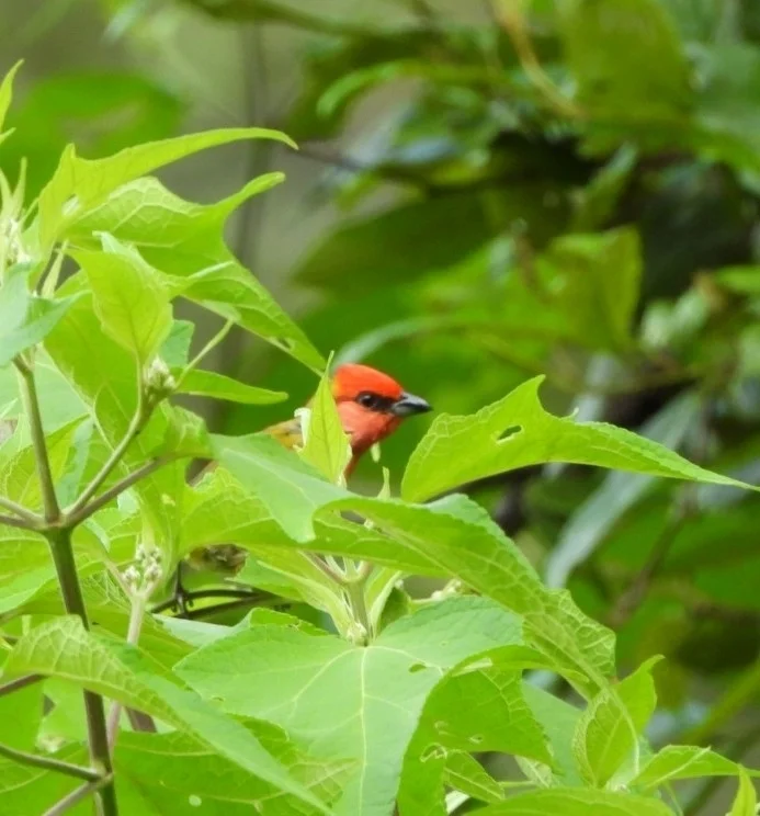 红头丽唐纳雀(Piranga erythrocephala)
