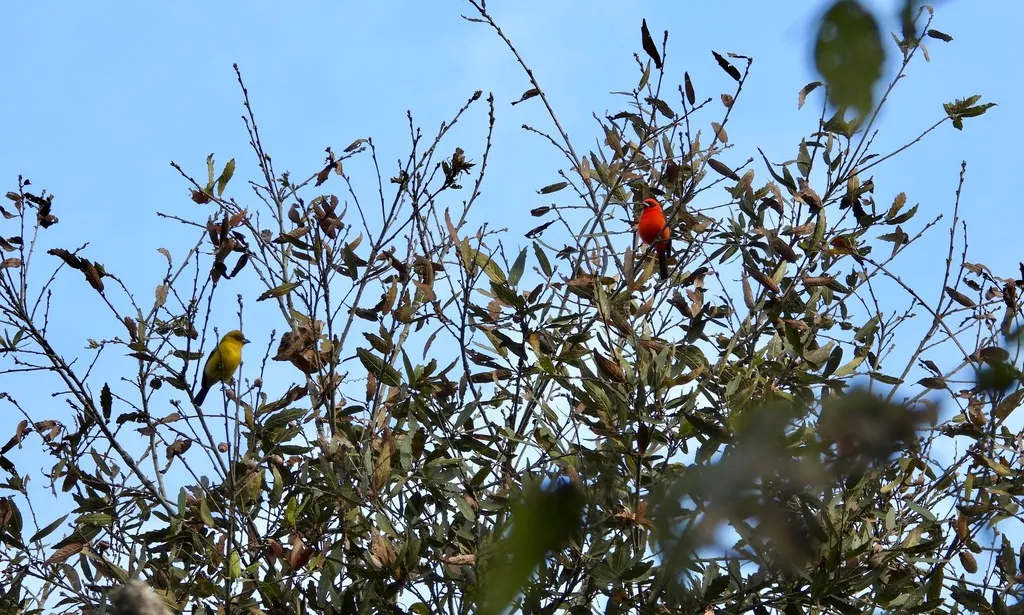 白翅丽唐纳雀(Piranga leucoptera)