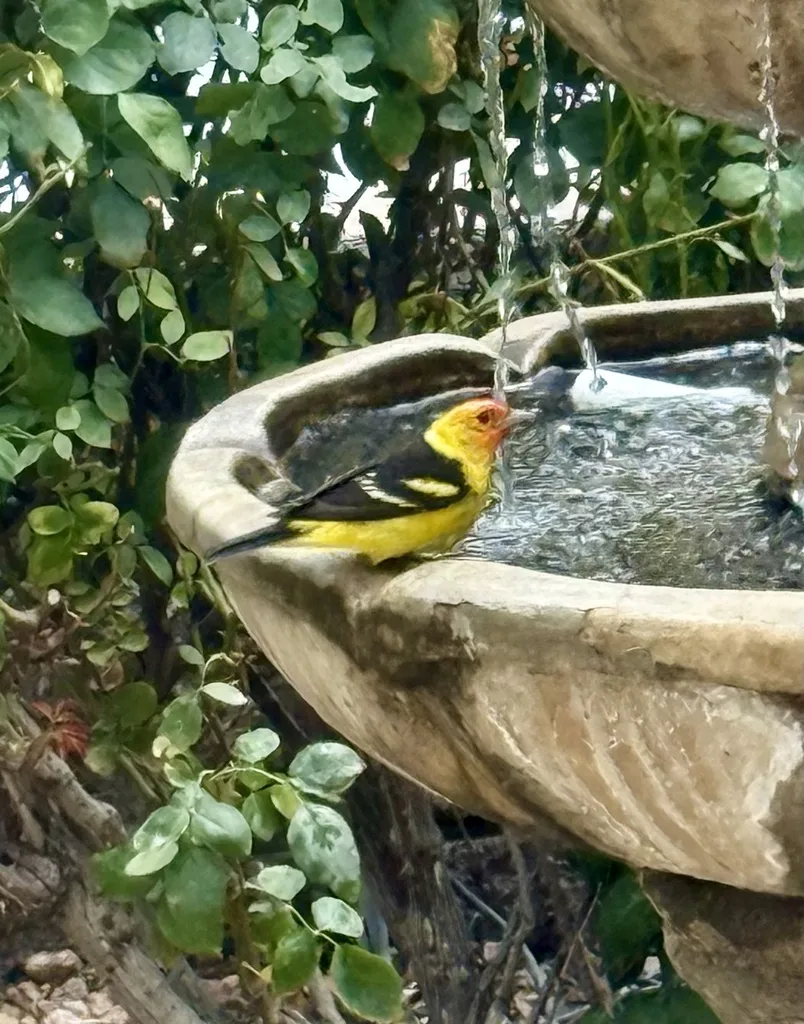 黄腹丽唐纳雀（Piranga ludoviciana）