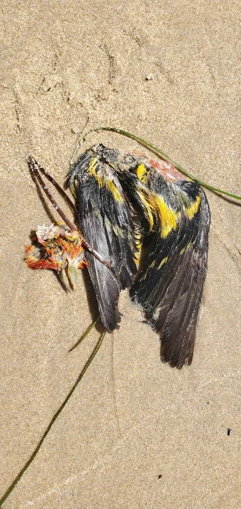 黄腹丽唐纳雀（Piranga ludoviciana）