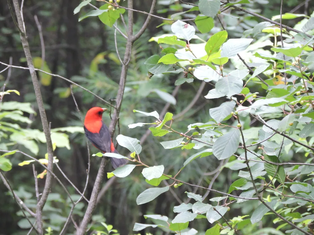 猩红丽唐纳雀(Piranga olivacea)