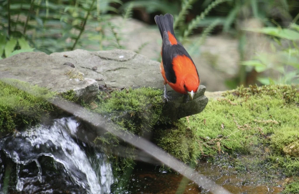猩红丽唐纳雀(Piranga olivacea)