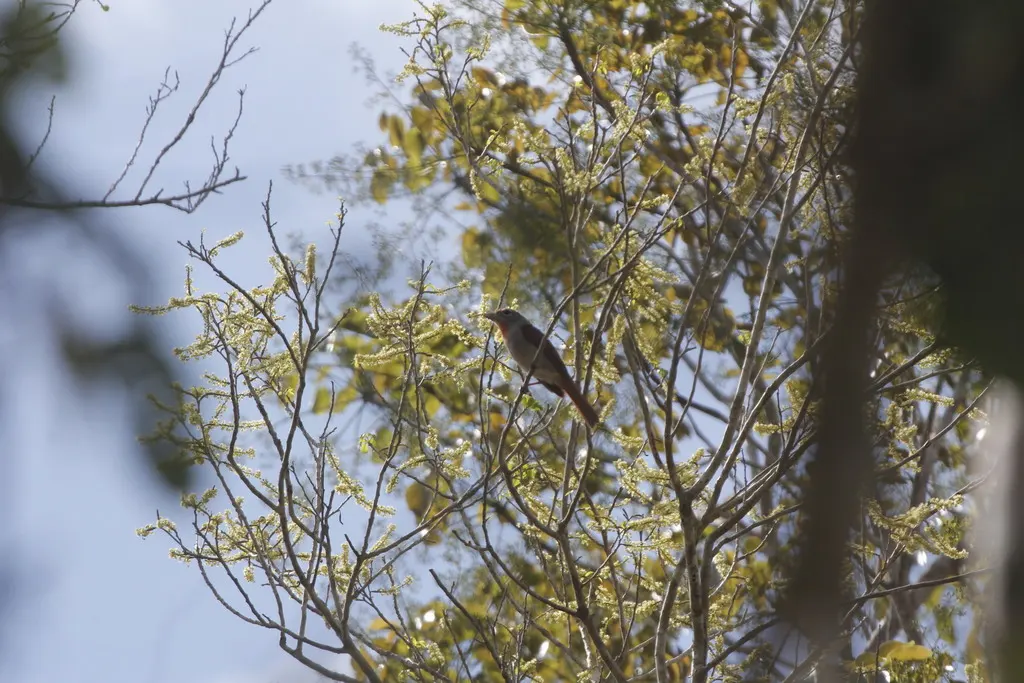 玫喉丽唐纳雀(Piranga roseogularis)