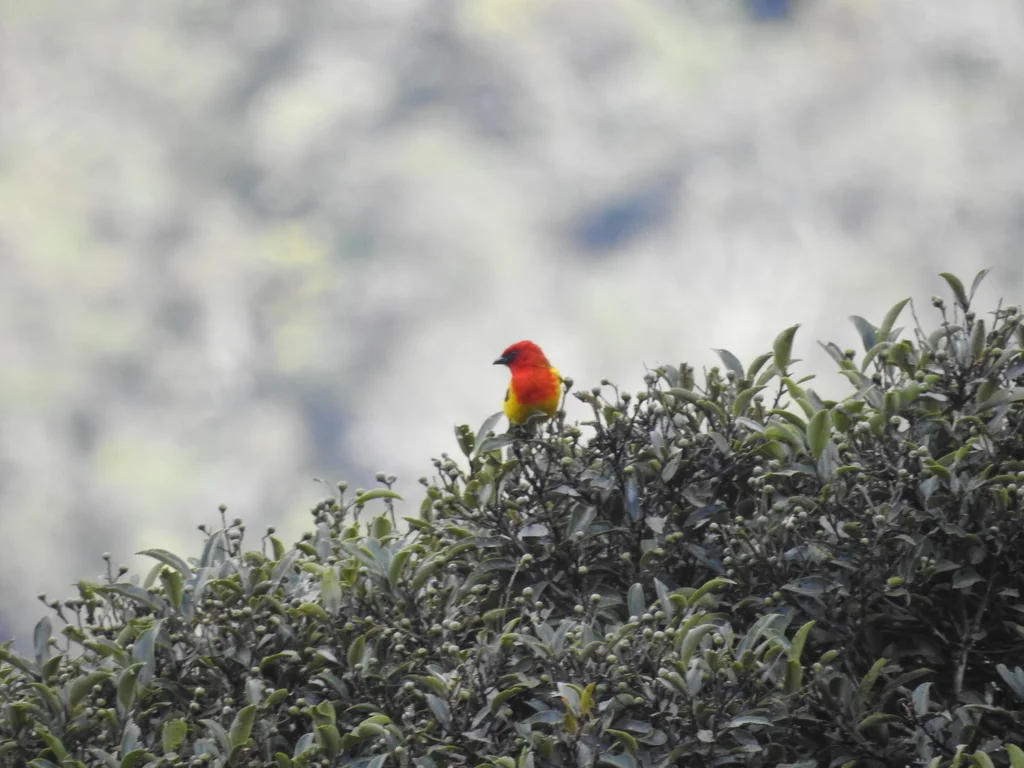 红冠丽唐纳雀(Piranga rubriceps)
