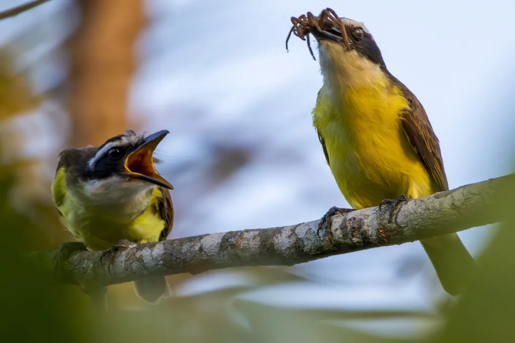 大食蝇霸鹟(Pitangus sulphuratus)