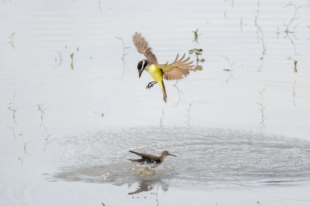 大食蝇霸鹟(Pitangus sulphuratus)