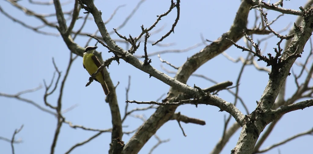 大食蝇霸鹟(Pitangus sulphuratus)