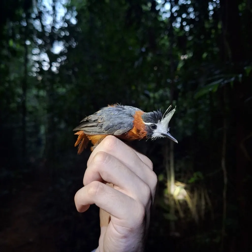 白羽蚁鸟(Pithys albifrons)