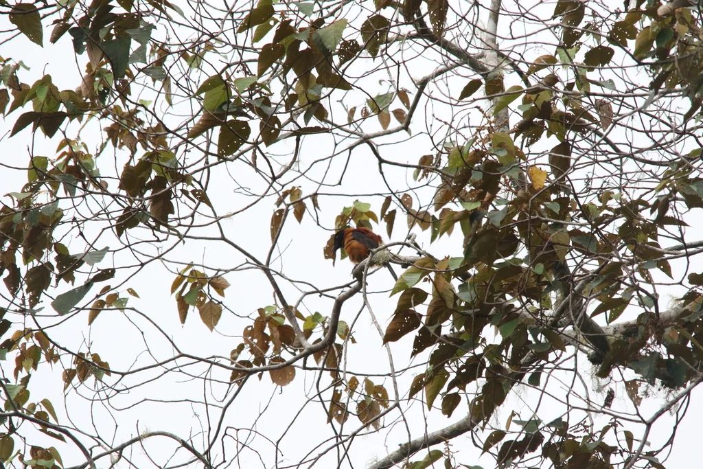 黑头林鵙鹟(Pitohui dichrous)