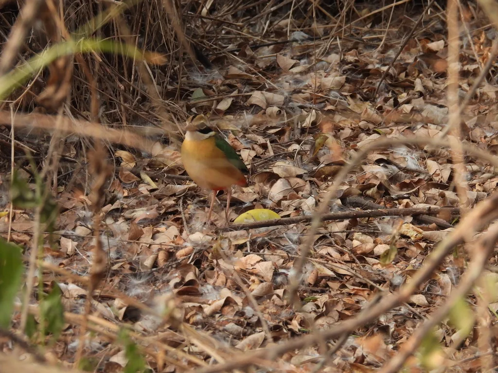 印度八色鸫(Pitta brachyura)