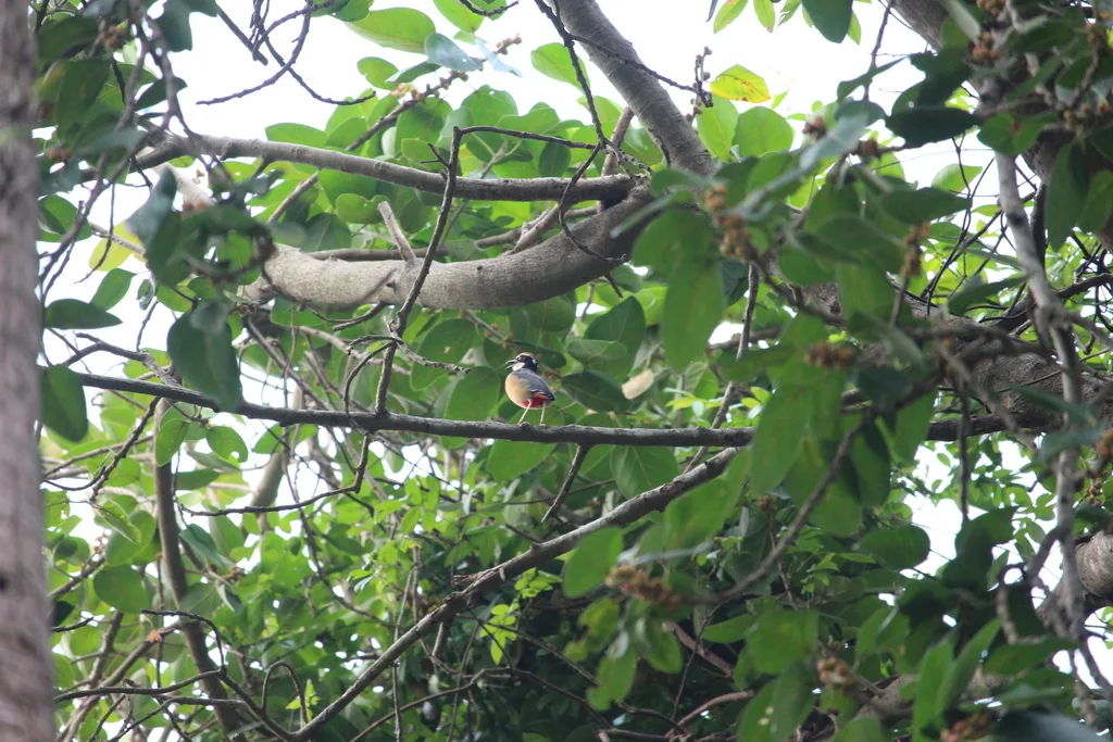 印度八色鸫(Pitta brachyura)