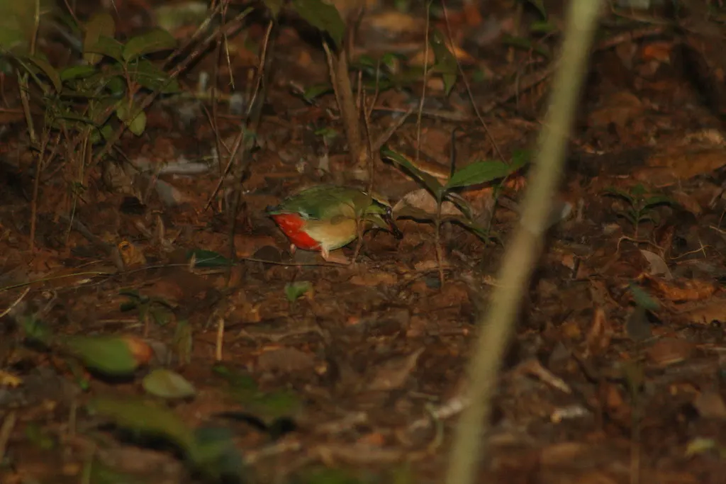 印度八色鸫(Pitta brachyura)