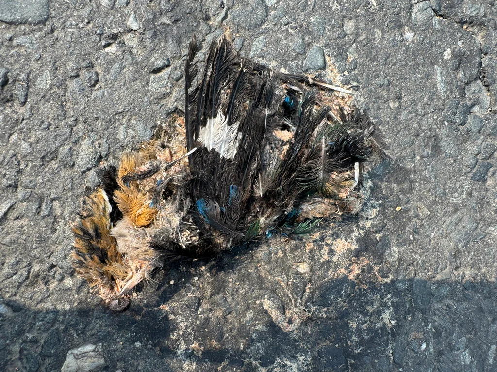 印度八色鸫(Pitta brachyura)