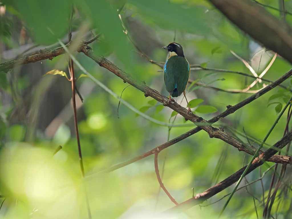 丽色八色鸫(Pitta concinna)