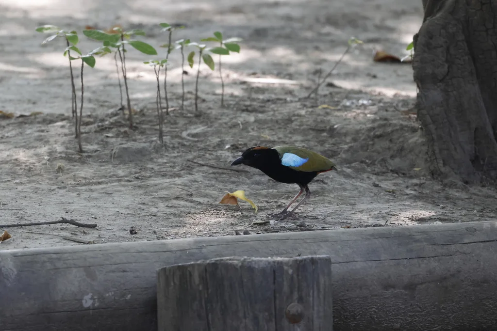 彩虹八色鸫(Pitta iris)