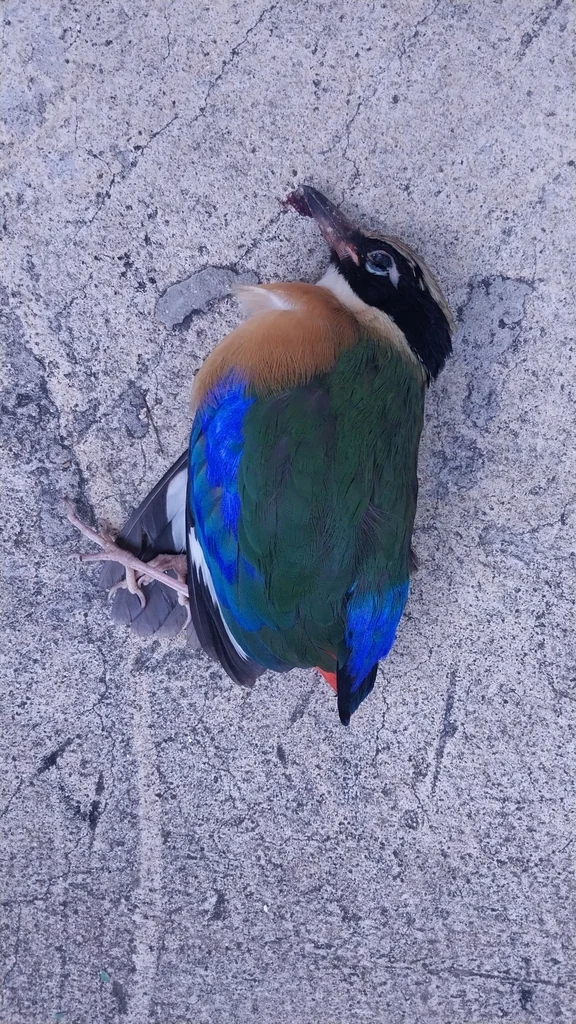 蓝翅八色鸫(Pitta moluccensis)