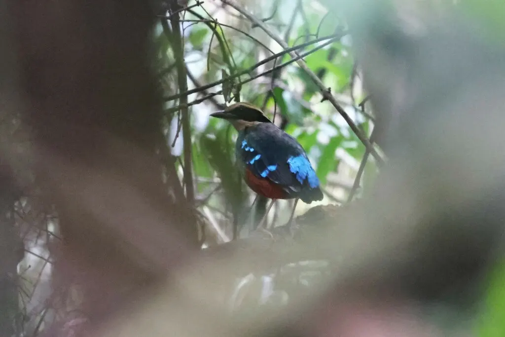非洲绿胸八色鸫(Pitta reichenowi)