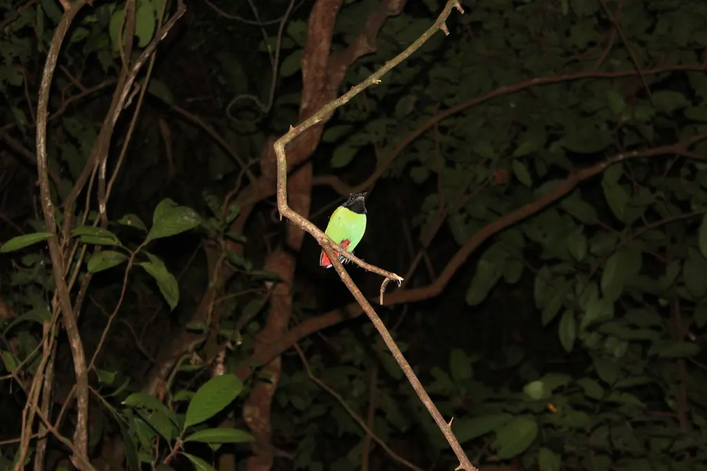 绿胸八色鸫(Pitta sordida)