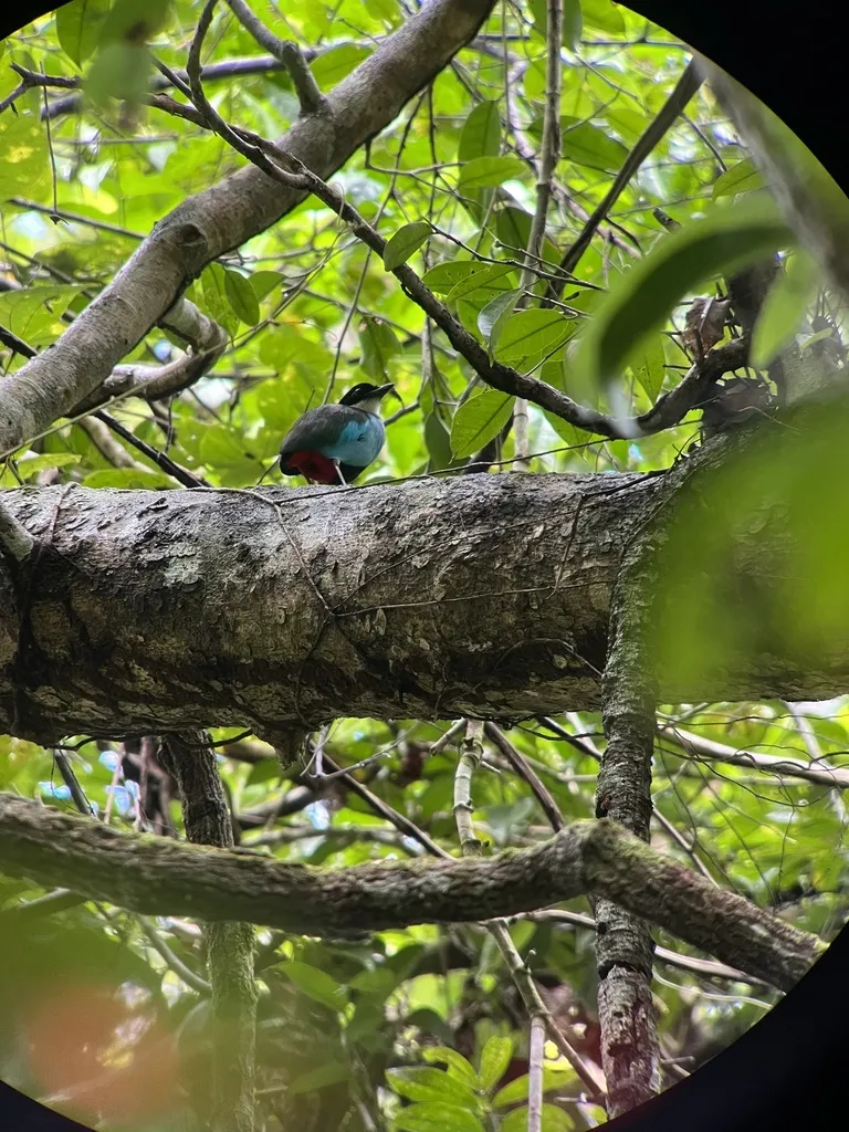蓝胸八色鸫(Pitta steerii)
