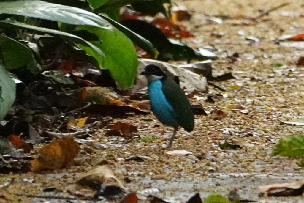 蓝胸八色鸫(Pitta steerii)