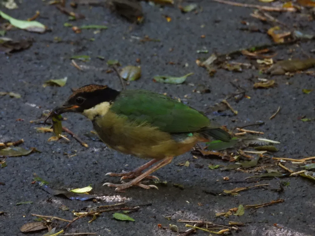 噪八色鸫(Pitta versicolor)