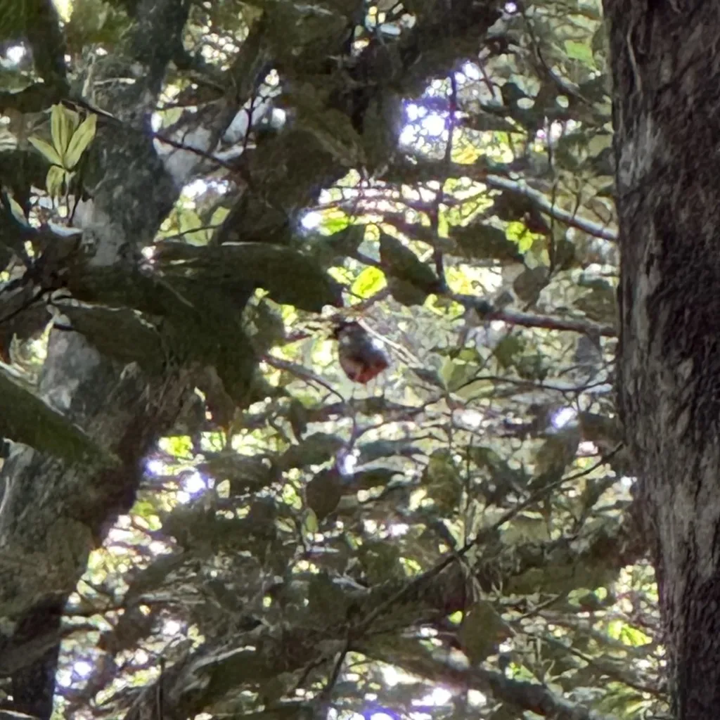 噪八色鸫(Pitta versicolor)
