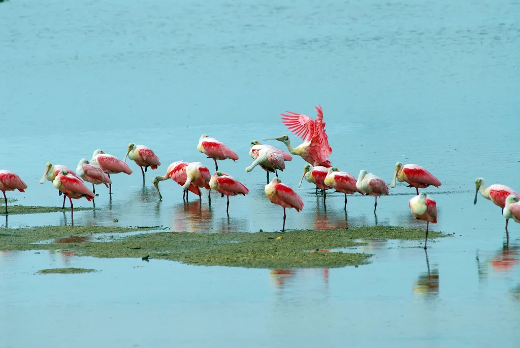 粉红琵鹭(Platalea ajaja)