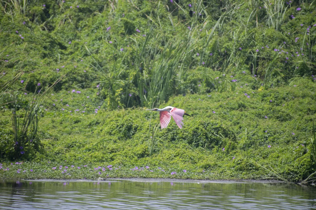 粉红琵鹭(Platalea ajaja)