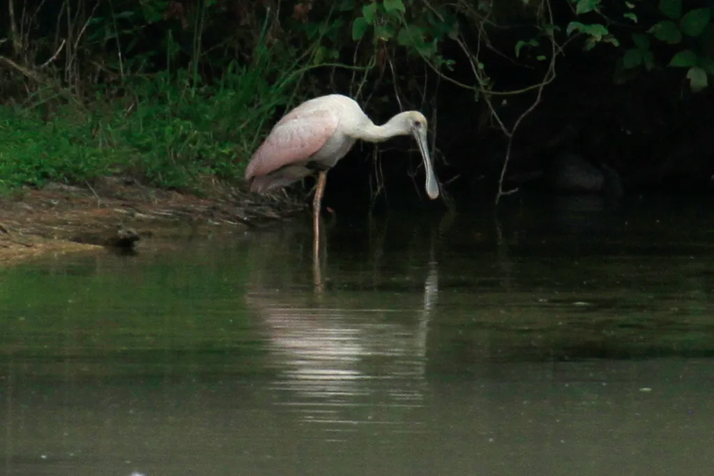 粉红琵鹭(Platalea ajaja)