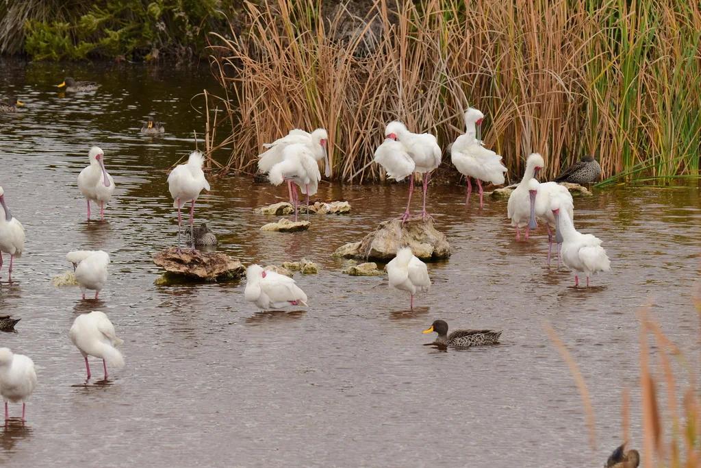 非洲琵鹭(Platalea alba)