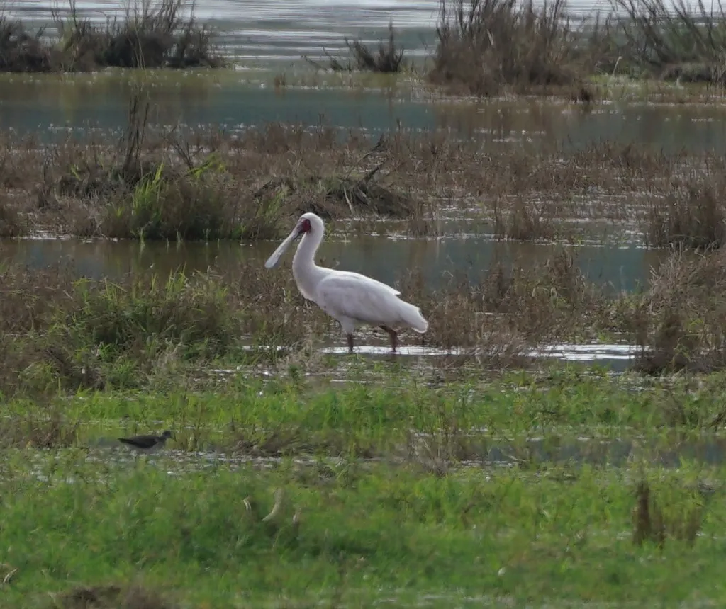 非洲琵鹭(Platalea alba)
