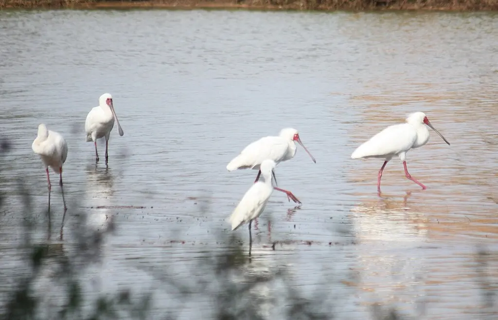 非洲琵鹭(Platalea alba)