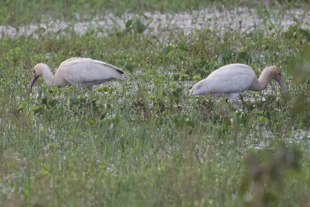 非洲琵鹭(Platalea alba)