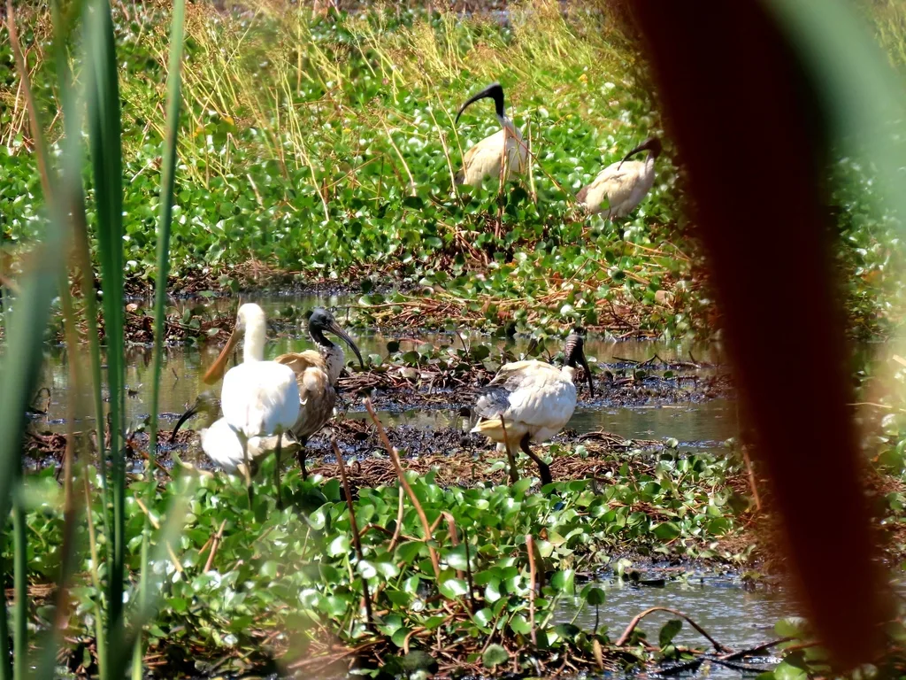 黄嘴琵鹭(Platalea flavipes)