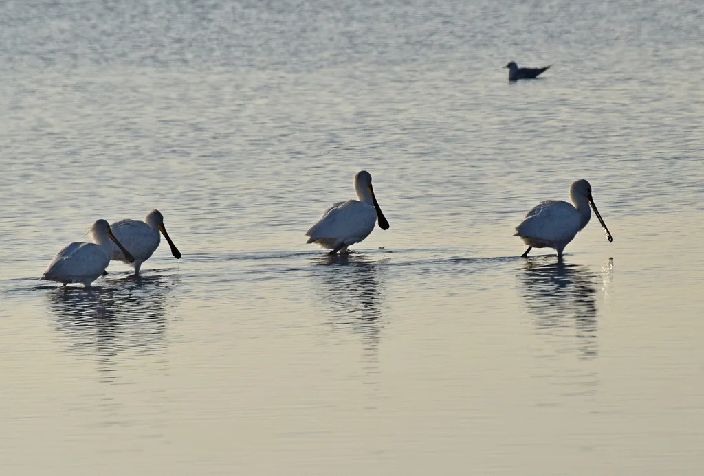 白琵鹭(Platalea leucorodia)