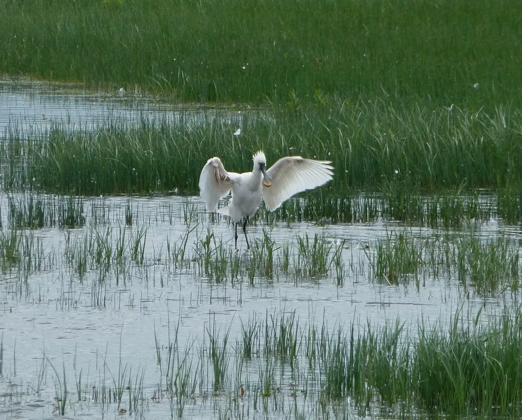 白琵鹭(Platalea leucorodia)