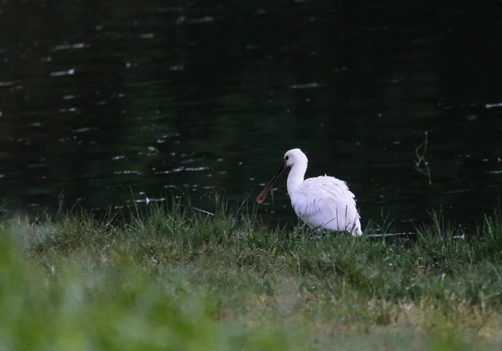 白琵鹭(Platalea leucorodia)