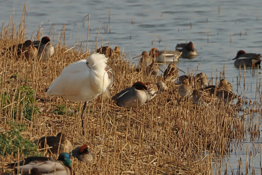 白琵鹭(Platalea leucorodia)