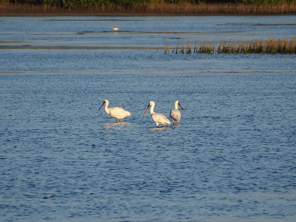 黑脸琵鹭(Platalea minor)