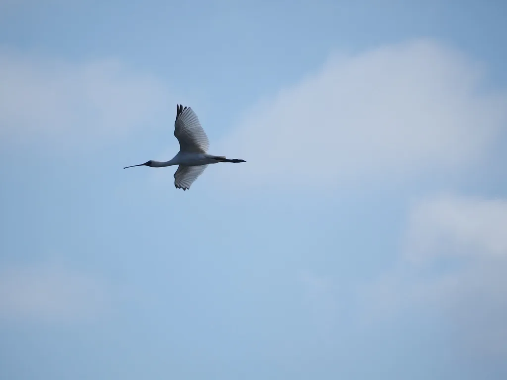 黑脸琵鹭(Platalea minor)