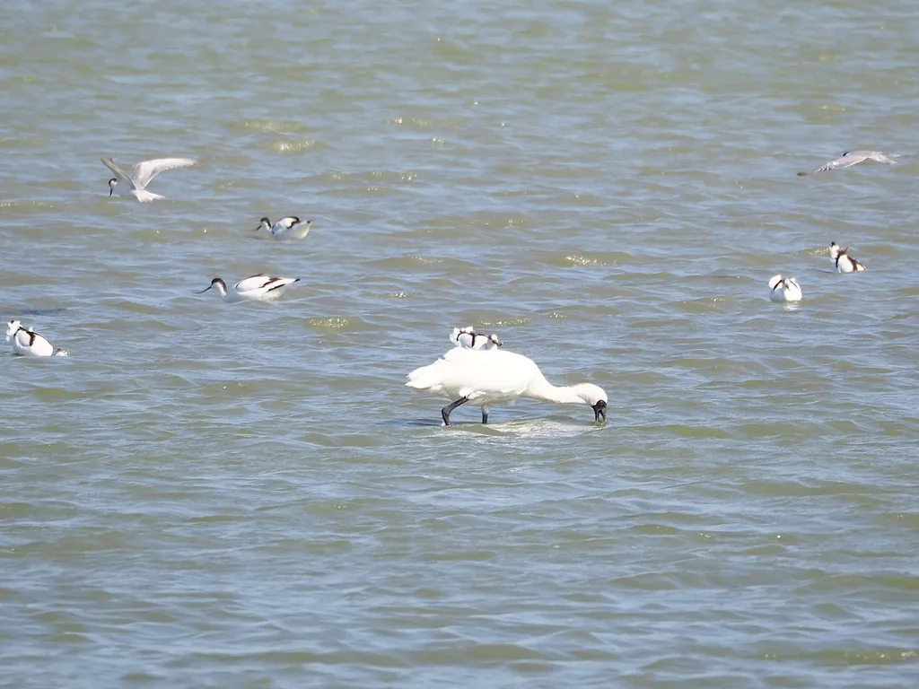 黑脸琵鹭(Platalea minor)