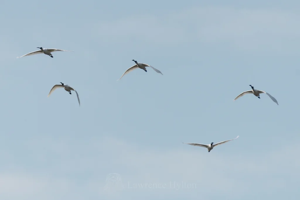 黑脸琵鹭(Platalea minor)